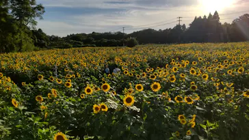成田ゆめ牧場に投稿された画像（2026/8/8）