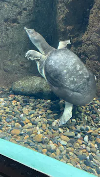 しながわ水族館に投稿された画像（2026/8/8）