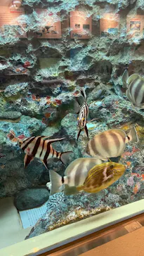 しながわ水族館に投稿された画像（2026/8/8）