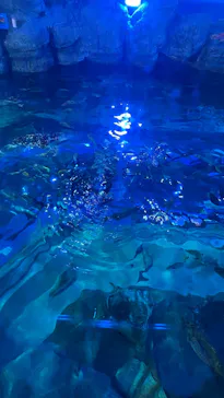 しながわ水族館に投稿された画像（2026/8/8）