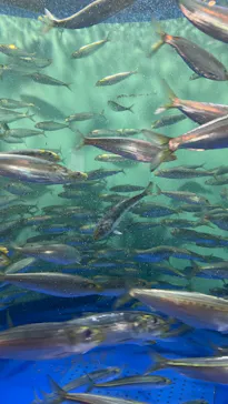 しながわ水族館に投稿された画像（2026/8/8）