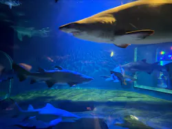 アクアワールド茨城県大洗水族館に投稿された画像（2026/8/8）