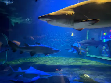 アクアワールド茨城県大洗水族館に投稿された画像（2026/8/8）