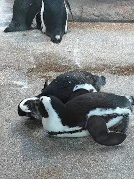 京都水族館に投稿された画像（2026/8/8）