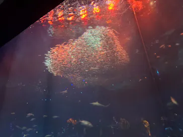 アクアワールド茨城県大洗水族館に投稿された画像（2026/8/8）