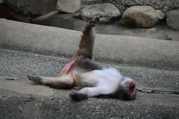 多摩動物公園に投稿された画像（2026/8/8）