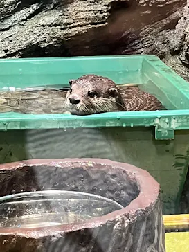 竹島水族館に投稿された画像（2026/8/8）