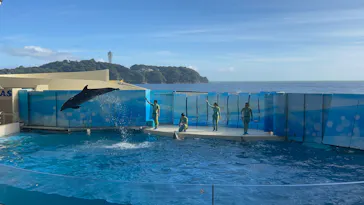 新江ノ島水族館に投稿された画像（2026/8/8）