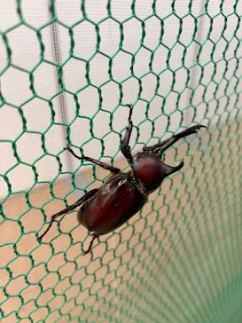 夏休み！ふれあい昆虫ランドに投稿された画像（2026/8/8）
