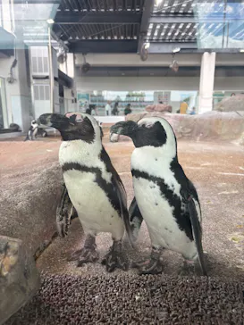 京都水族館に投稿された画像（2026/8/8）