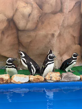 大分マリーンパレス水族館 「うみたまご」に投稿された画像（2026/8/8）