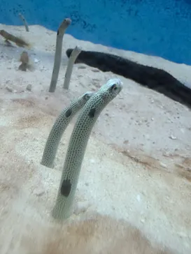 大分マリーンパレス水族館 「うみたまご」に投稿された画像（2026/8/8）