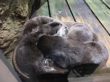 仙台うみの杜水族館に投稿された画像（2026/8/8）