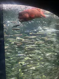 サンシャイン水族館に投稿された画像（2026/8/9）