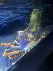 サンシャイン水族館に投稿された画像（2026/8/8）
