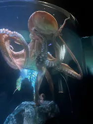 サンシャイン水族館に投稿された画像（2026/8/8）