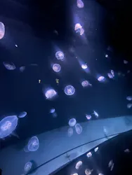 サンシャイン水族館に投稿された画像（2026/8/8）