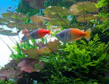 すみだ水族館に投稿された画像（2026/8/9）