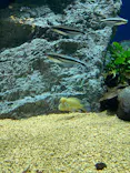 サンシャイン水族館に投稿された画像（2026/8/9）