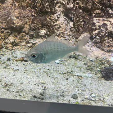 名古屋港水族館に投稿された画像（2026/8/9）