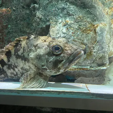 名古屋港水族館に投稿された画像（2026/8/9）