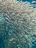 環境水族館アクアマリンふくしまに投稿された画像（2026/8/9）