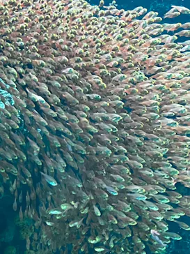 環境水族館アクアマリンふくしまに投稿された画像（2026/8/9）
