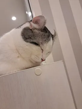 猫カフェモカ　アルシェ大宮店に投稿された画像（2026/8/9）