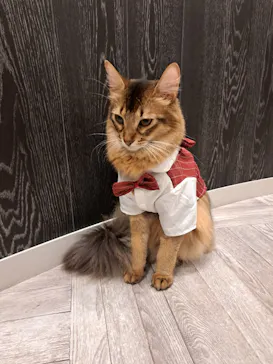 猫カフェモカ　アルシェ大宮店に投稿された画像（2026/8/9）