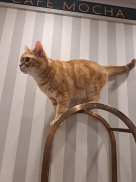猫カフェモカ　アルシェ大宮店に投稿された画像（2026/8/9）