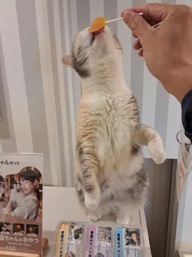 猫カフェモカ　アルシェ大宮店に投稿された画像（2026/8/9）
