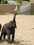 天王寺動物園に投稿された画像（2026/8/9）