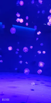 京都水族館に投稿された画像（2026/8/9）