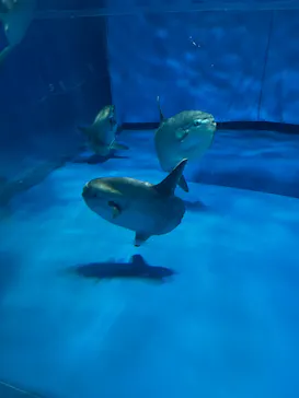アクアワールド茨城県大洗水族館に投稿された画像（2026/8/9）