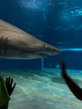 アクアワールド茨城県大洗水族館に投稿された画像（2026/8/9）