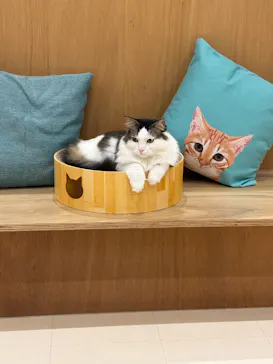 Cat Café MOFF イオンモール豊川店に投稿された画像（2026/8/9）