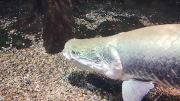 世界淡水魚園水族館　アクア・トトぎふに投稿された画像（2026/8/9）