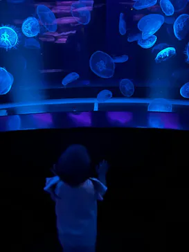 京都鉄道博物館×京都水族館に投稿された画像（2026/8/9）