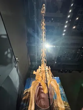 福井県立恐竜博物館に投稿された画像（2026/8/9）