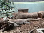 名古屋市東山動植物園に投稿された画像（2026/8/9）