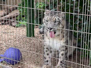 名古屋市東山動植物園に投稿された画像（2026/8/9）