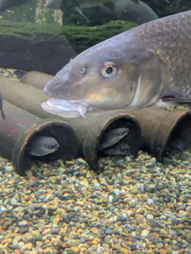 世界淡水魚園水族館　アクア・トトぎふに投稿された画像（2026/8/9）