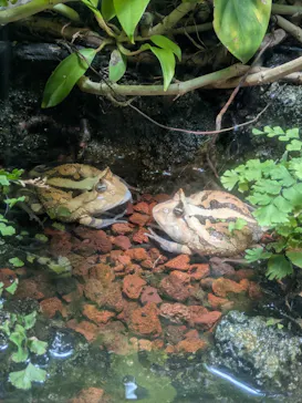世界淡水魚園水族館　アクア・トトぎふに投稿された画像（2026/8/9）