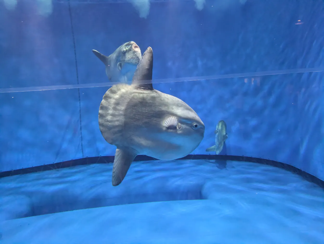 アクアワールド茨城県大洗水族館の口コミ ｜お盆期間中に家族5人で行き