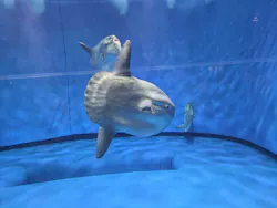 アクアワールド茨城県大洗水族館に投稿された画像（2026/8/9）