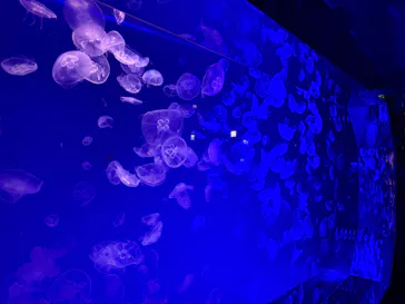 名古屋港水族館に投稿された画像（2026/8/9）