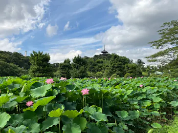 三溪園に投稿された画像（2026/8/9）