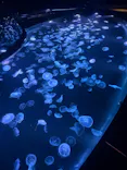 すみだ水族館に投稿された画像（2026/8/9）