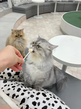 猫カフェモカ イオンモール神戸北店に投稿された画像（2026/8/9）