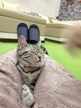猫カフェモカ イオンモール神戸北店に投稿された画像（2026/8/9）